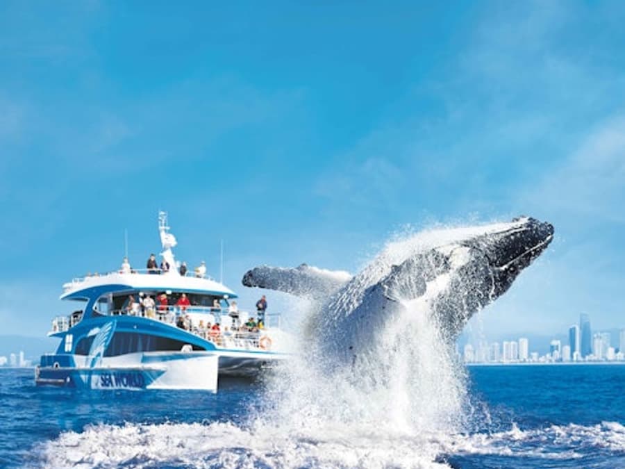 Whale Watching Cruise Gold Coast
