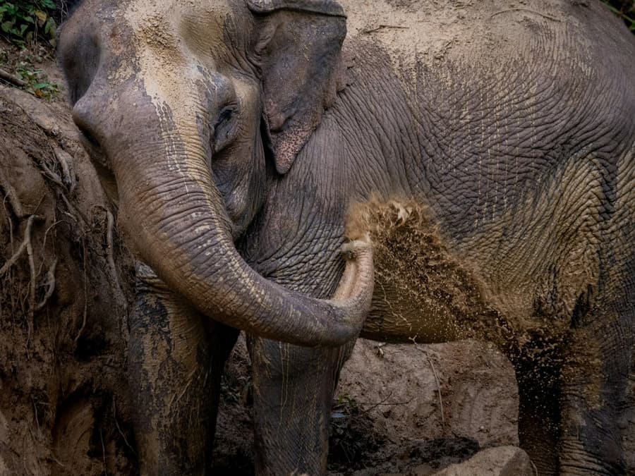 Hidden Forest Elephant Reserve: Guided Tour + Roundtrip Transport