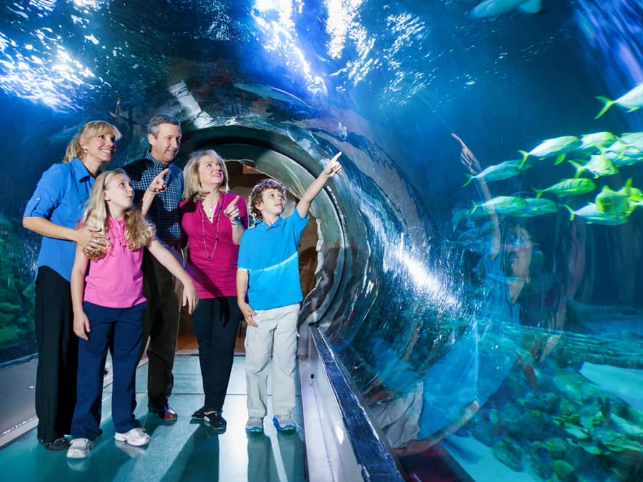 Pacchetto Attrazioni ICON Park: La Ruota, Madame Tussauds e SEA Life Aquarium