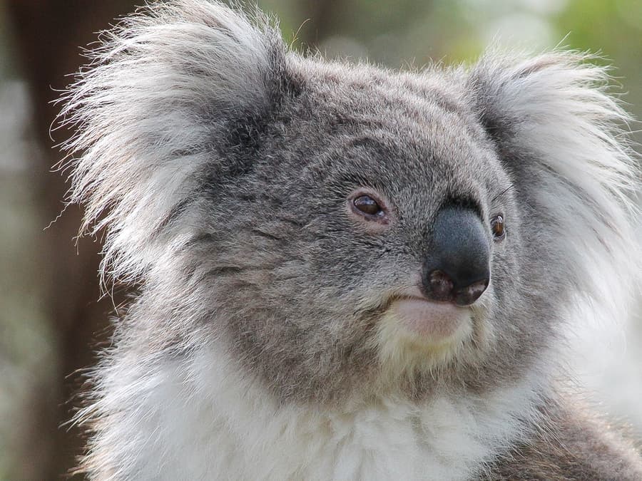 Moonlit Sanctuary Wildlife Park Admission Tickets