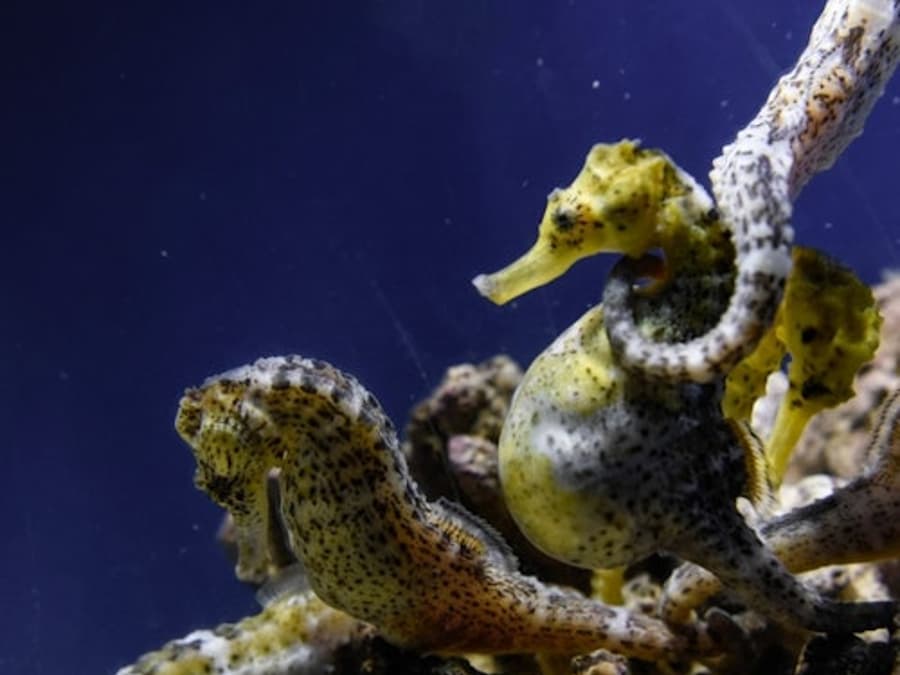 Grove Aquarium: Entry Ticket