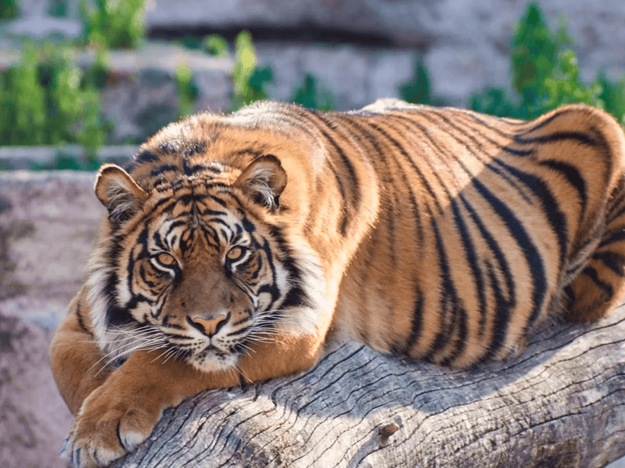 Tickets to Barcelona Zoo