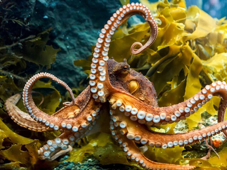 Sea Life Kelly Tarlton's Aquarium Entry Tickets