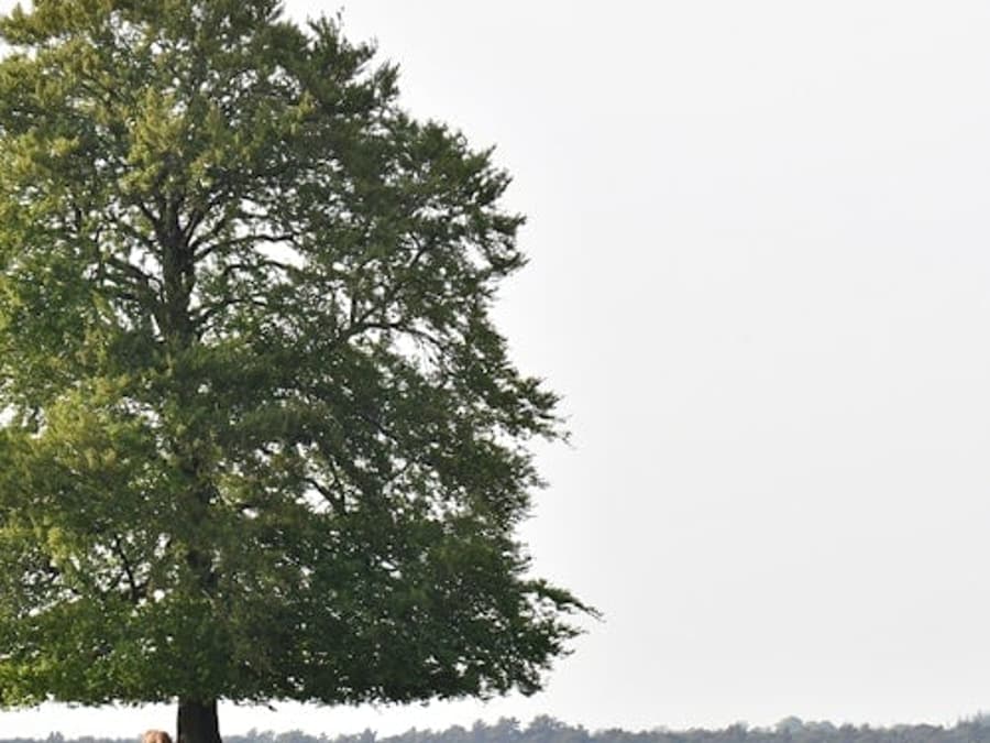 ホッヘ・フェルウウェ国立公園