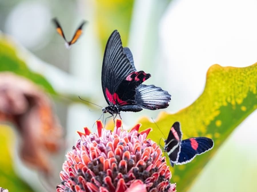 Cockrell Butterfly Center at the Houston Museum of Natural Science: Entry Ticket