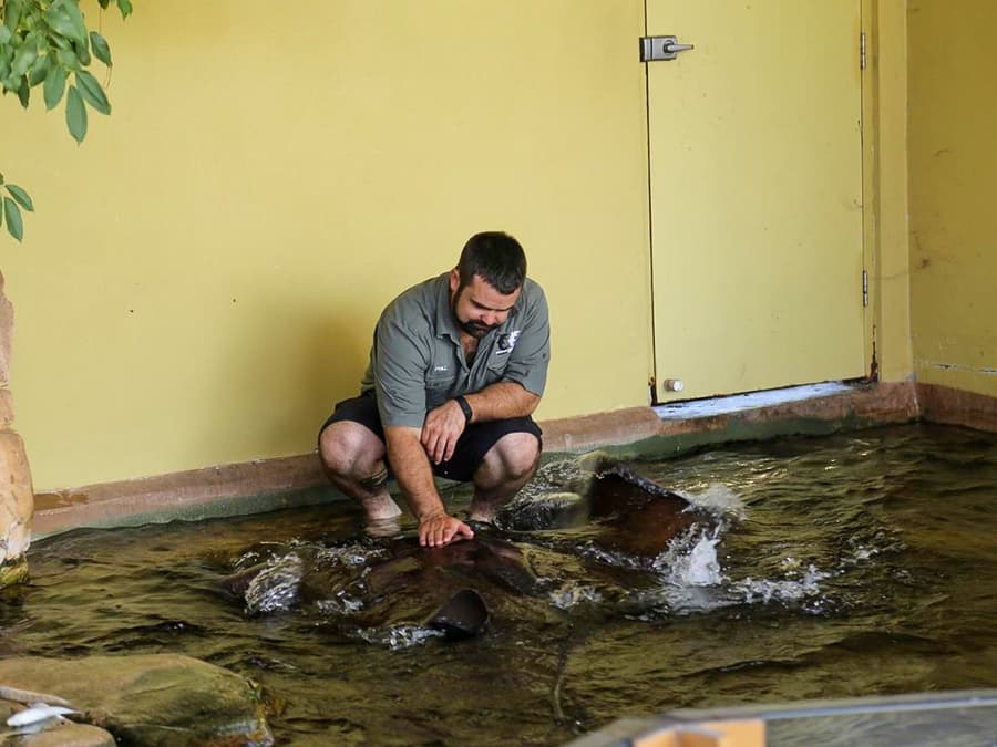 Crocosaurus Cove Tickets with Whipray Encounter