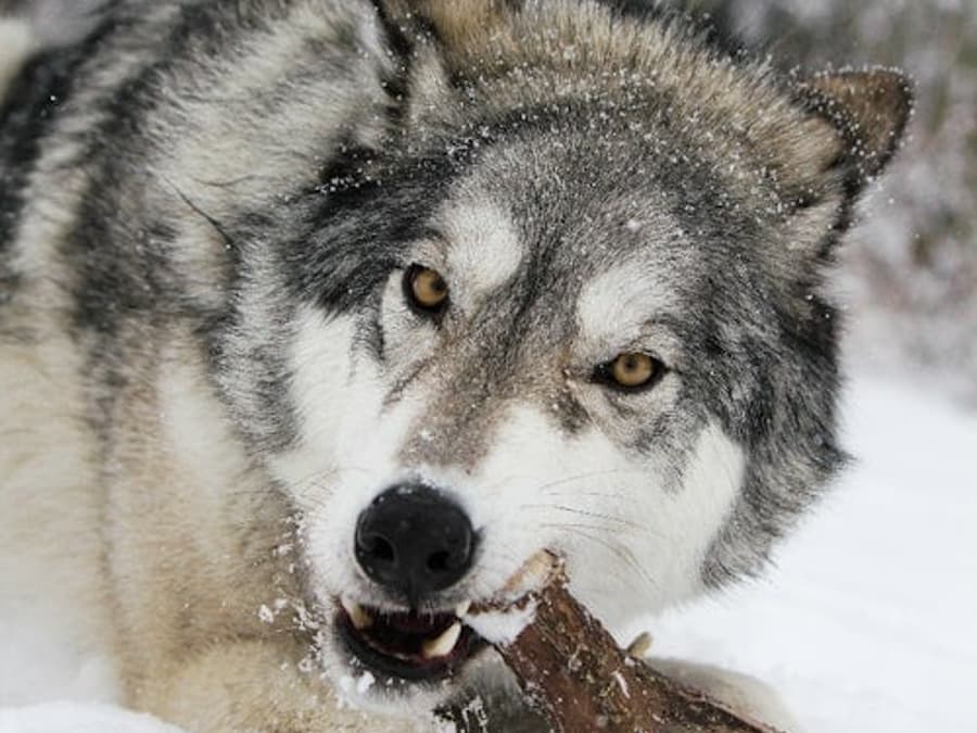 Yamnuska 狼犬保護區:入場票 + 導賞團