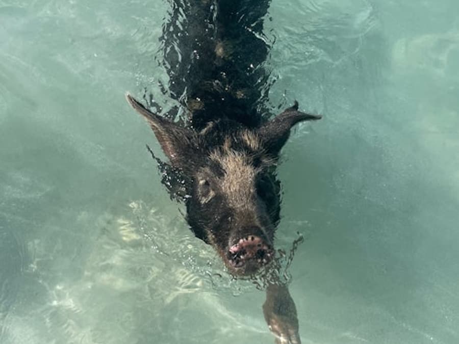 Bahamas: Boat Adventure with Swimming Pigs, Turtles & Snorkeling