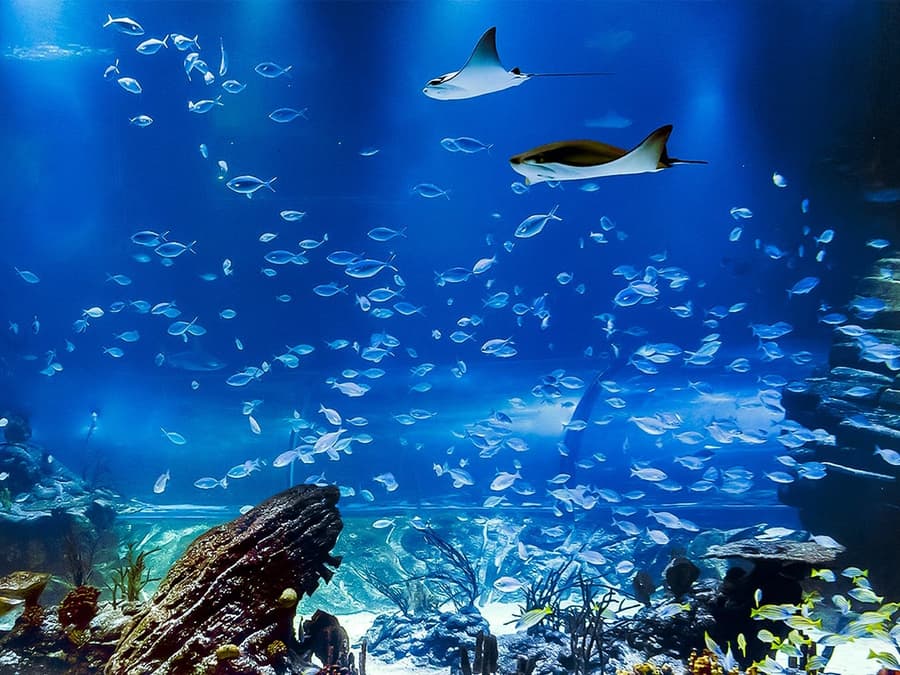 Atlantis Aquarium Madrid Tickets