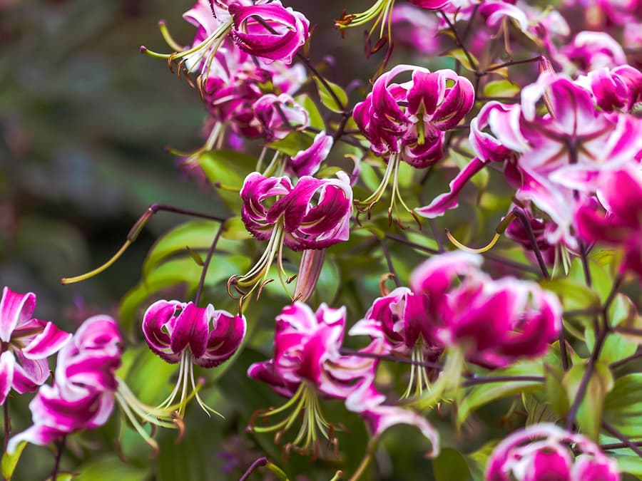 Full-Day Guided City Tour of Hobart & Tickets to MONA