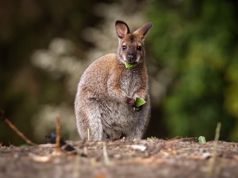 Koala Conservation Reserve Tickets & Optional Entry to Phillip Island Nature Parks