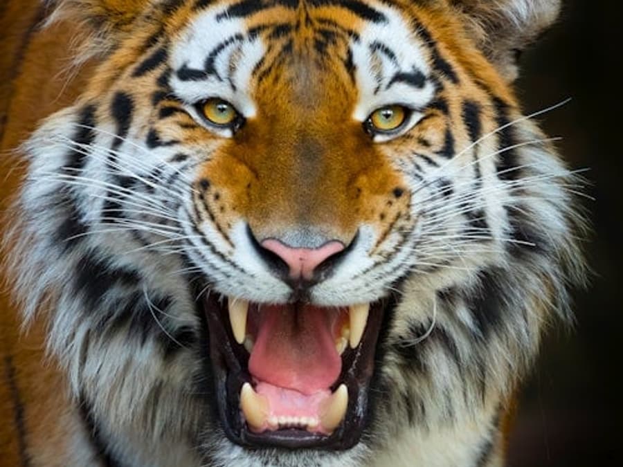 Terra Natura Benidorm: Εισιτήριο Εισόδου