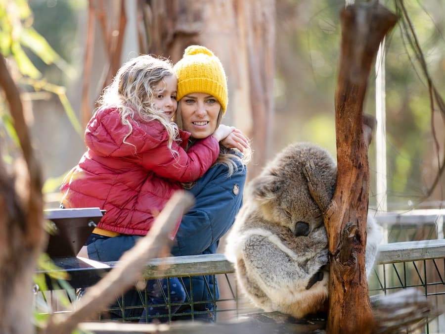 Phillip Island 3 Parks Pass: Penguin Parade, Koala Conservation Reserve & Churchill Island