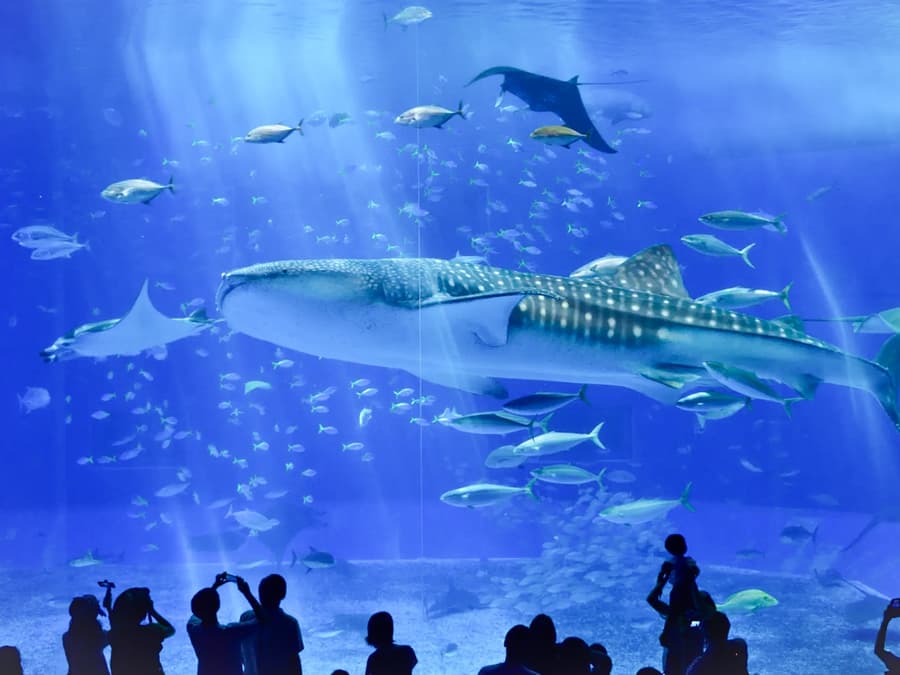 Okinawa Hip Hop Bus Tour with Churaumi Aquarium, Glass Boat Ride & American Village