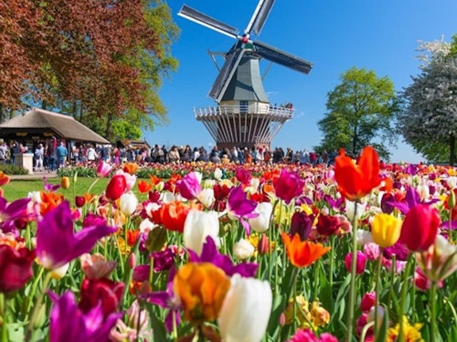 Keukenhof & Flower Parade: Entry Ticket + Tulip Tour
