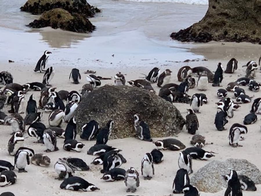 Cape Point & Boulders Beach Private Tour with Penguin Encounter