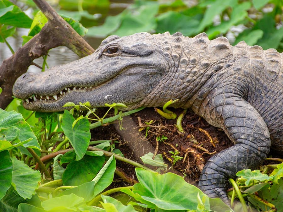 Gatorland Skip-the-Line Tickets