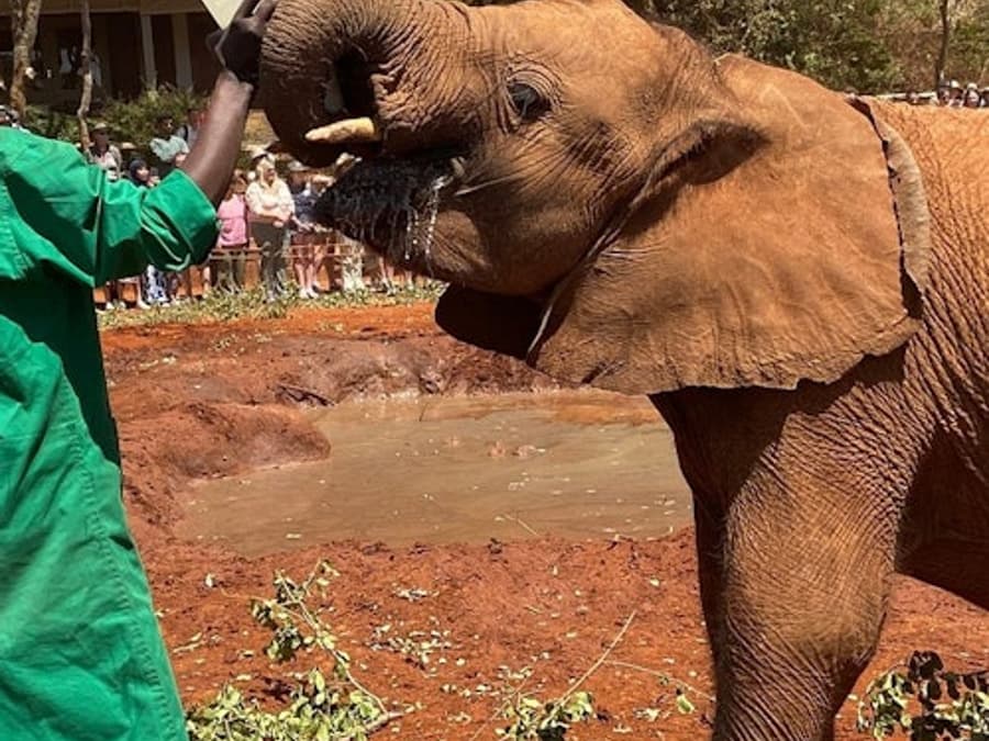 Nairobi: Elephant Orphanage, Giraffe Center + Kazuri Bead Factory Day Tour