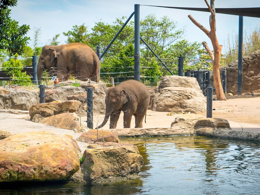 Taronga Zoo Tickets