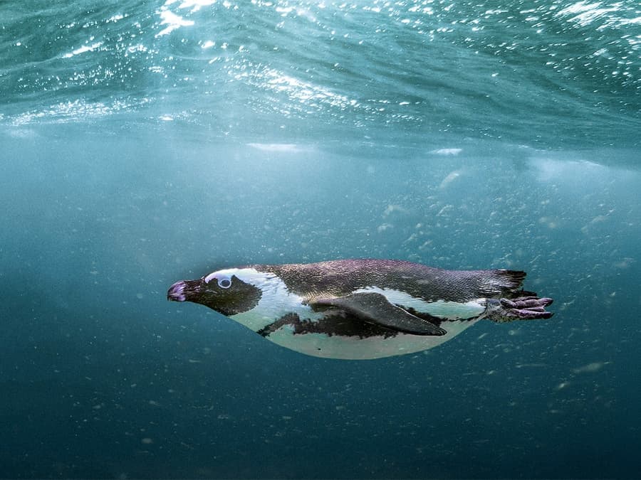 Bilety wstępu do SEA LIFE Aquarium w Busanie z kuponem Lotte