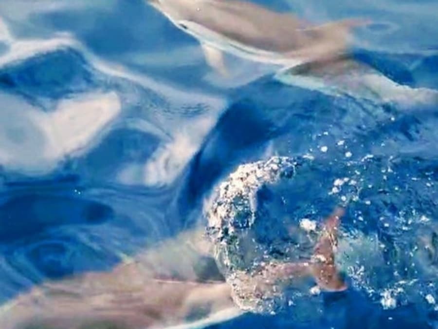 Taormina: Tour al Atardecer para Avistar Delfines + Aperitivo