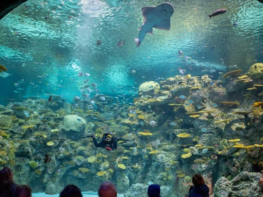 Bioparc Gijon Aquarium: Toegangskaartje