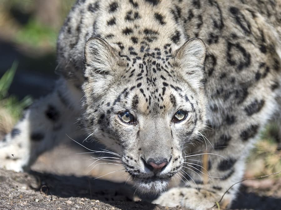 Central Park Zoo Tickets