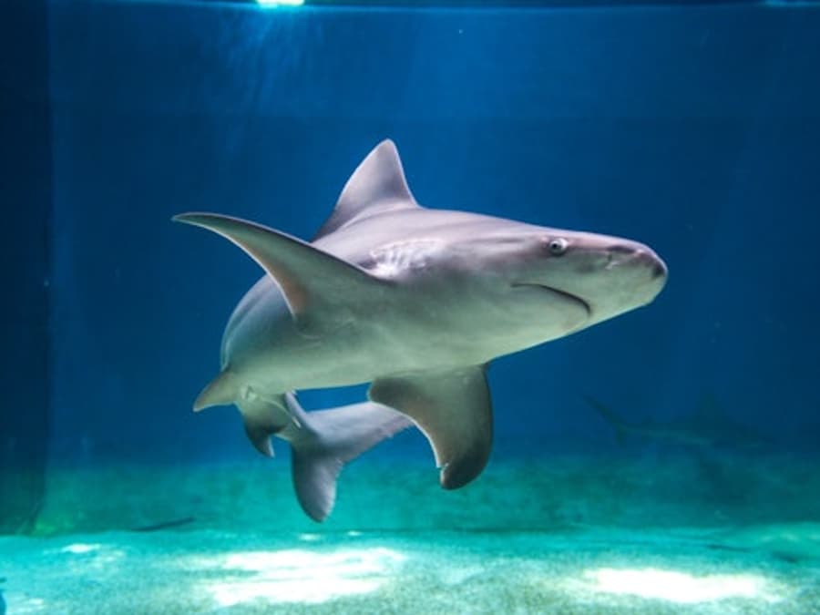Sea Pass: Aquarium of Genoa & Galata Museum Entry Ticket + Harbor Boat Tour