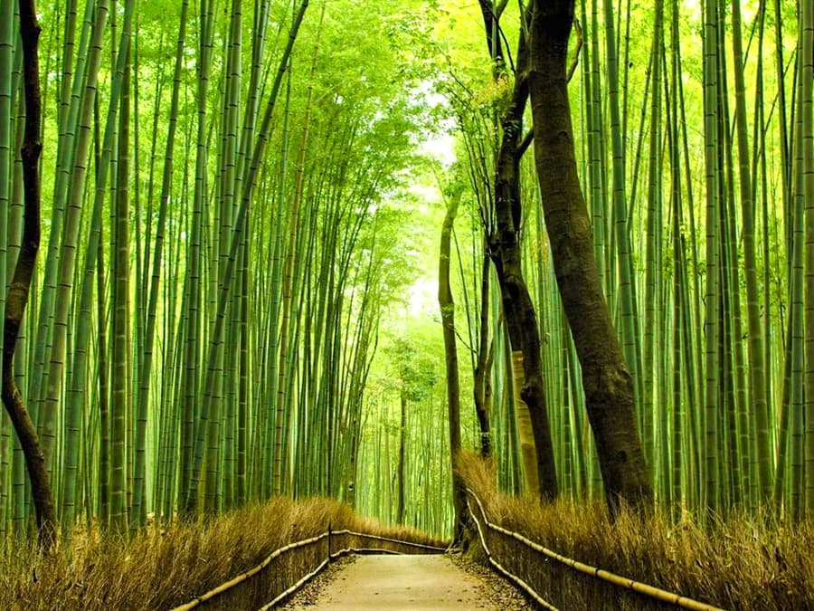 Tour del Patrimonio de Kioto: Arashiyama, Fushimi Inari y Kiyomizu-dera en Autobús de Lujo