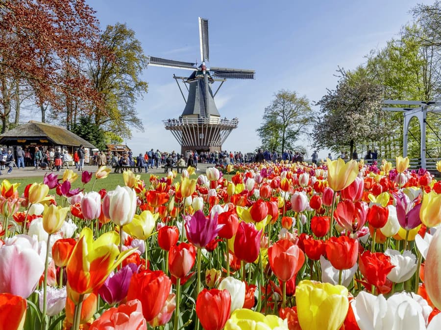 From Amsterdam: Keukenhof Expert Guided Tour with Round-Trip Transfers