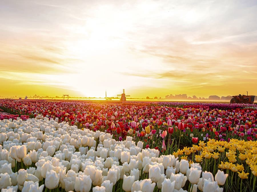 Tulip Experience-billetter med besøk i tulipanmarkene og valgfri transport fra Amsterdam