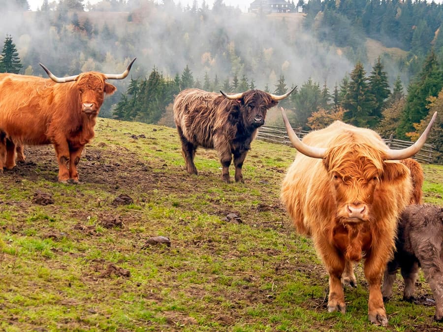 From Edinburgh: Loch Lomond, Stirling Castle & Kelpies Day Trip