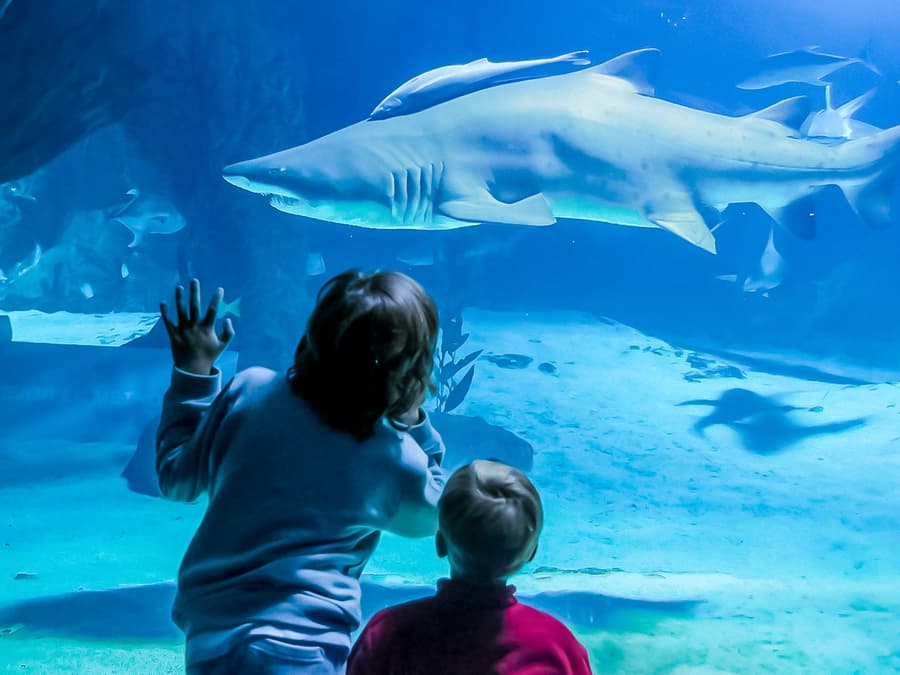Madrid Zoo Aquarium Entry Tickets