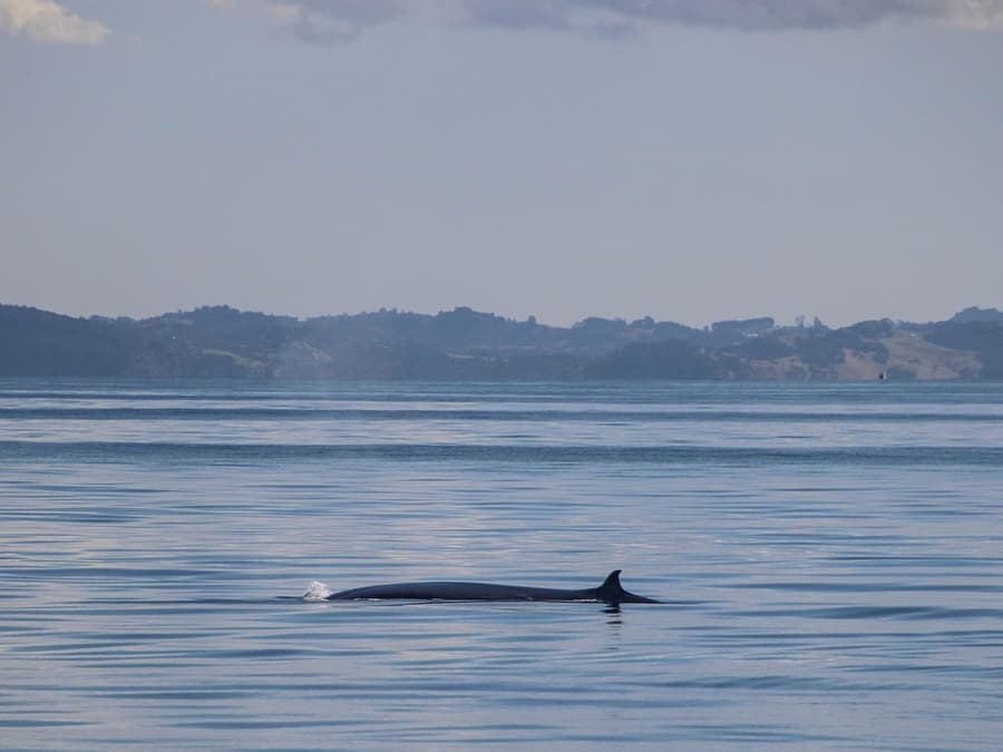 Half-Day Whale and Dolphin Safari Cruise from Auckland