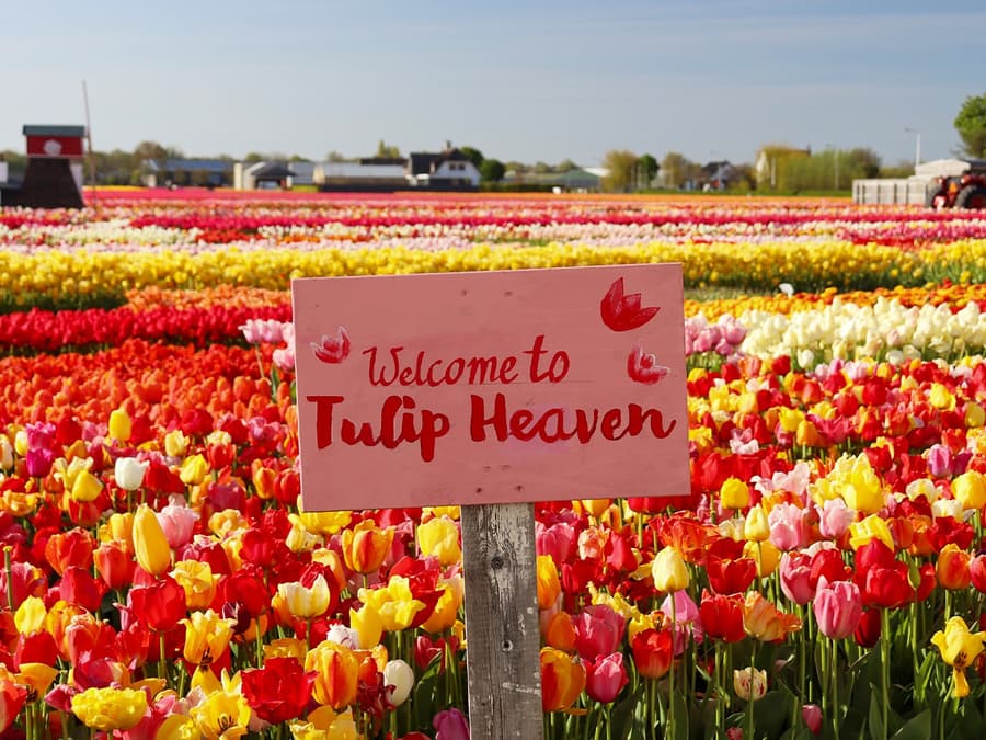 Dari Amsterdam: Tur Seharian ke Keukenhof & Kebun Tulip dengan Pelayaran Kincir Angin