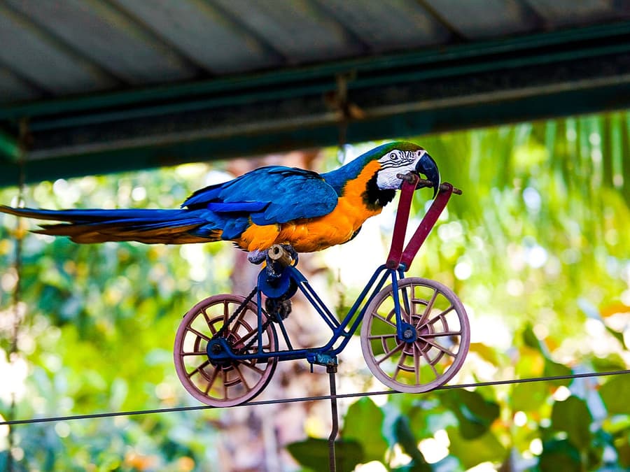 Dubai Dolphinarium: Creek Park Exotic Bird Show Tickets
