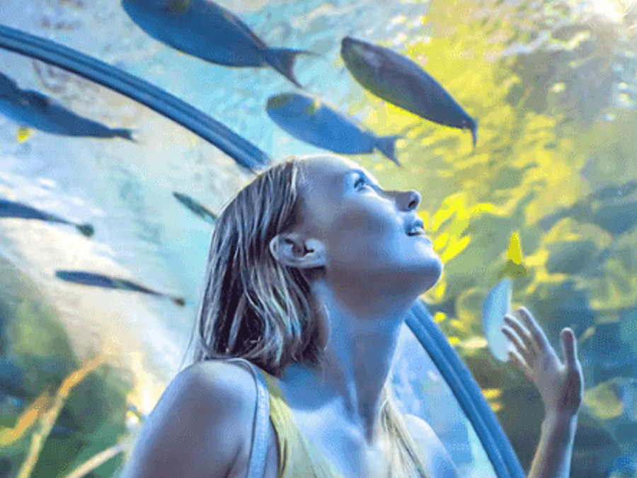 Dubai Aquarium & Underwater Zoo: Gold Pass
