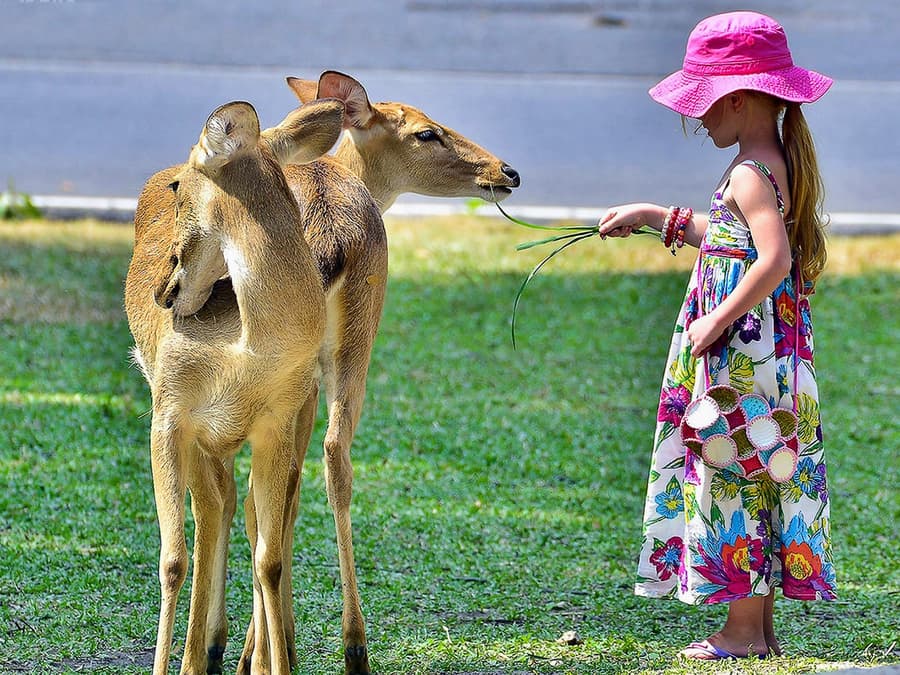 Tickets to Khao Kheow Open Zoo