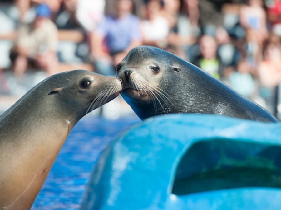 Marineland Mallorca: Bilhete Fura-Fila
