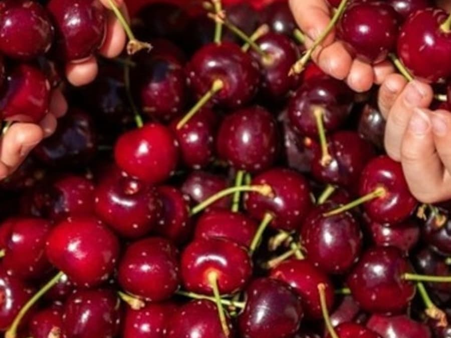 Melbourne: Przejazd zabytkowym pociągiem parowym Puffing Billy + Zbieranie Czereśni & Degustacja Czekolady