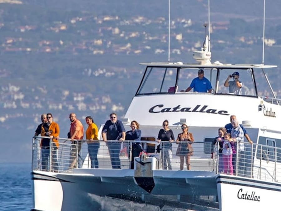 Los Angeles : Visite de luxe pour observer les baleines