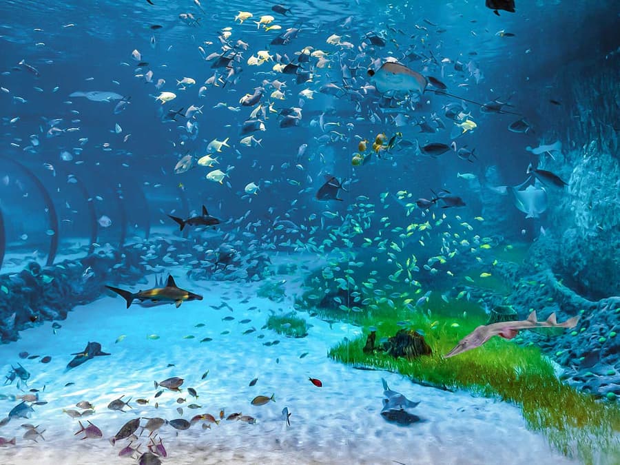 Combo: National Aquarium Abu Dhabi + Al Qana Attractions