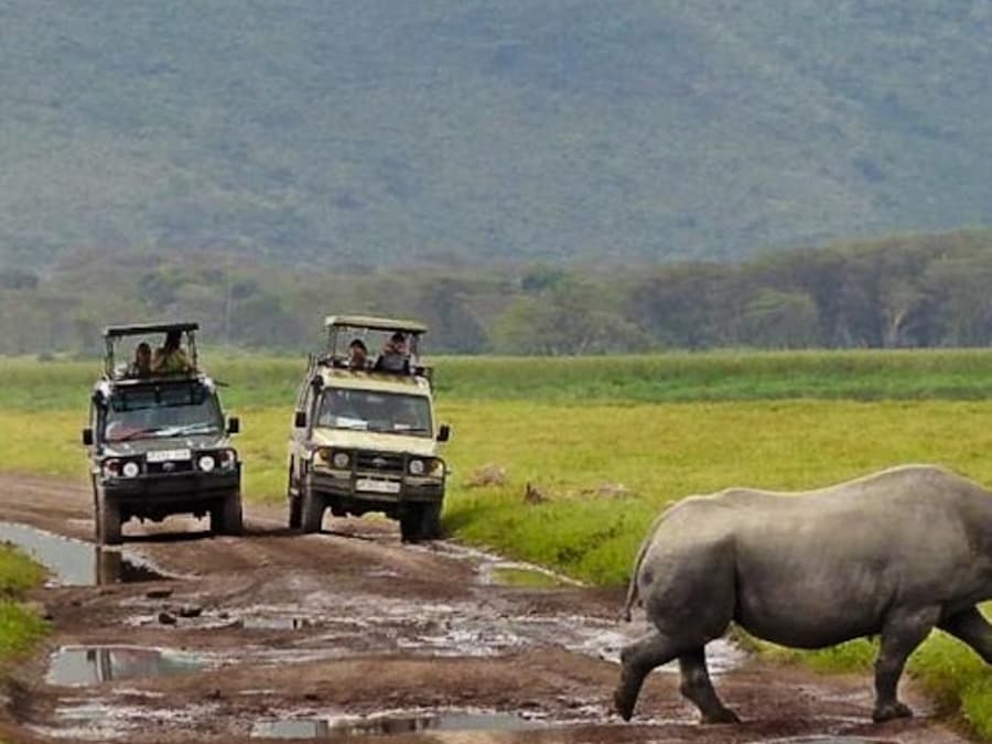 Cape Town: Full-Day Guided Safari + Roundtrip Transfer + Lunch