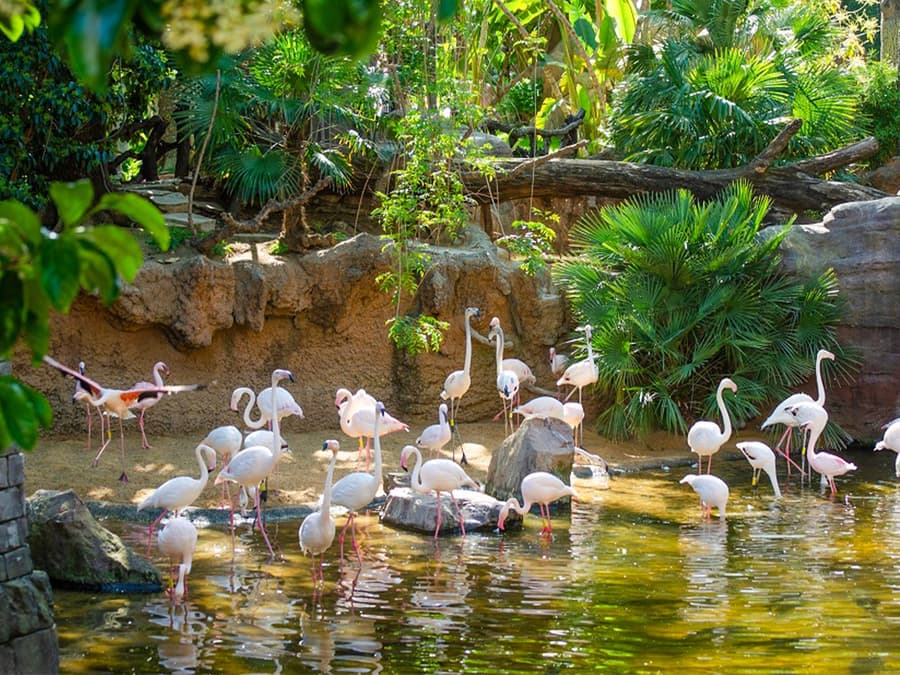 Boletos para Bioparc Fuengirola