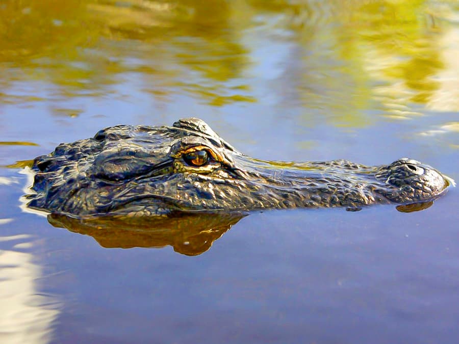 Everglades National Park: Airboat Tour with Reptile Exhibit