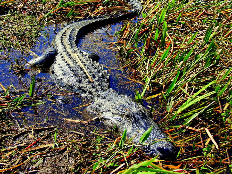 Tour d'une heure en hydroglisseur dans les Everglades avec billets pour le parc animalier