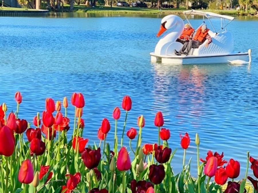Los Angeles Echo Park: Swan Boats Rental