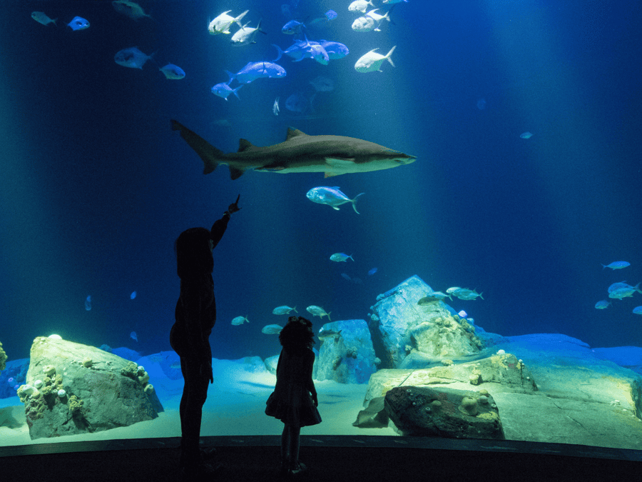 New York Aquarium: Entry Ticket