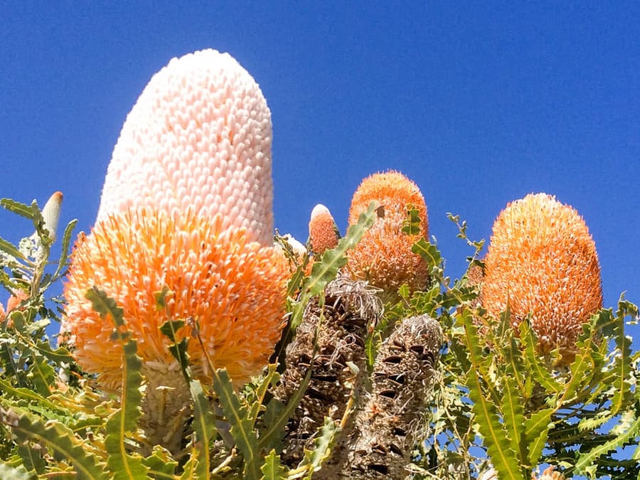 Tour guiado de 10 horas pelos Pináculos da Austrália com almoço e transporte de ida e volta do hotel