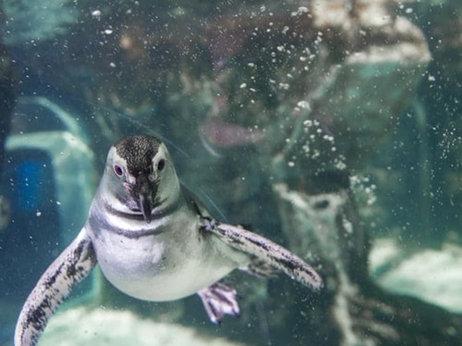 Aquarium of Genoa: Fast Track Ticket + Impossible Museum